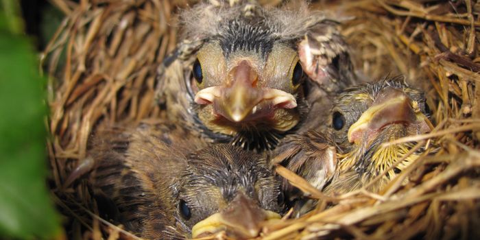 Male Sparrows Retaliate to Unfaithful Partners by Providing Less Food