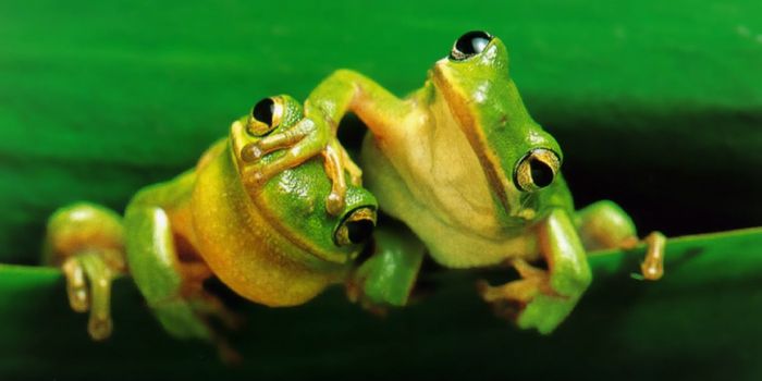 Road Salts & More Can Alter the Sex of Certain Frogs