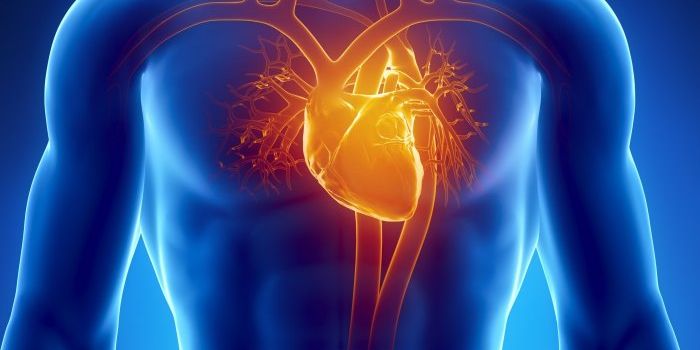 Specialized Stem Cells To Treat Heart Failure