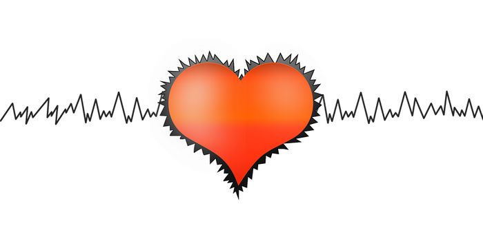 Hydraulic Forces Support the Heartbeat