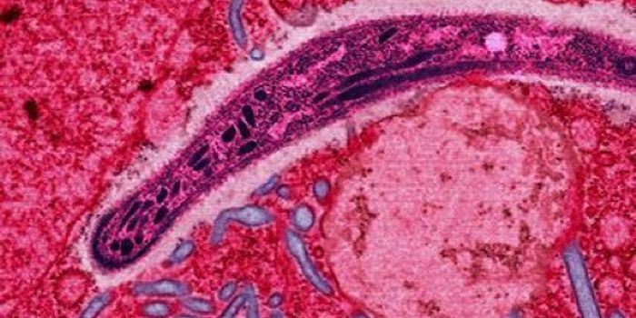 Understanding why the Malaria Vaccine is Ineffective in Some