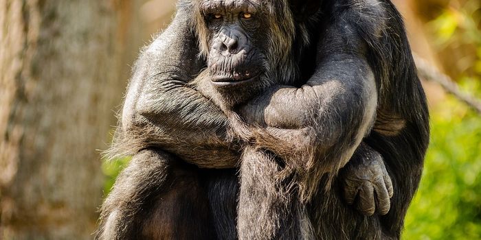Could You Beat a Chimpanzee at Rock, Paper, Scissors?