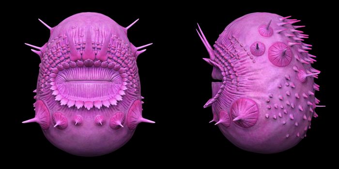 This Bizarre Spiky Sack Turns Out Not to be Our Earliest Ancestor