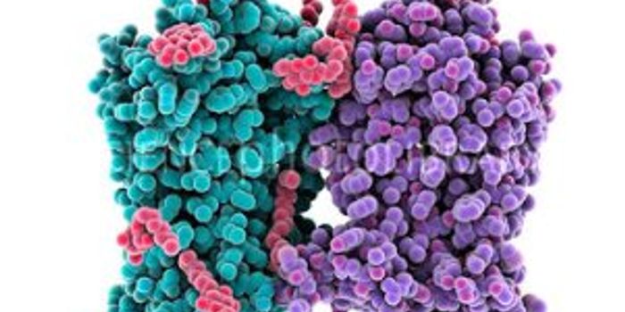 Alternative Light-Sensitive Proteins Expand Brain Cell Research