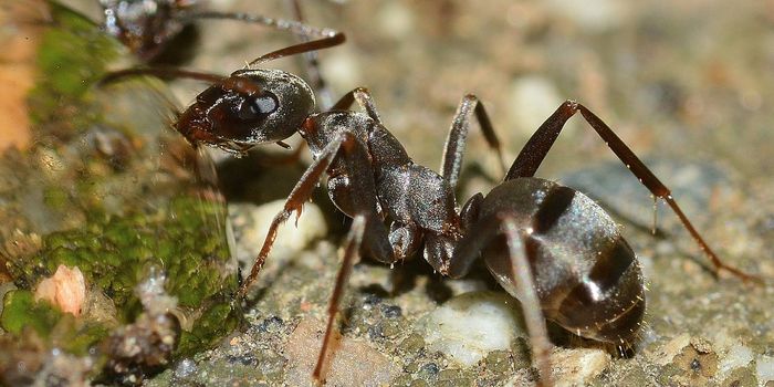Ants Have Been Growing Their Own Fungi for 65 Million Years