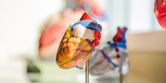 Stem Cells Improve Post Infarction Repair