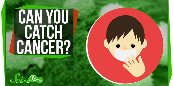 Is Cancer Contagious? Not really...