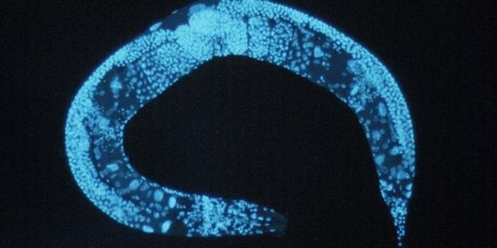 This Tiny Worm is Part of a Big Discovery