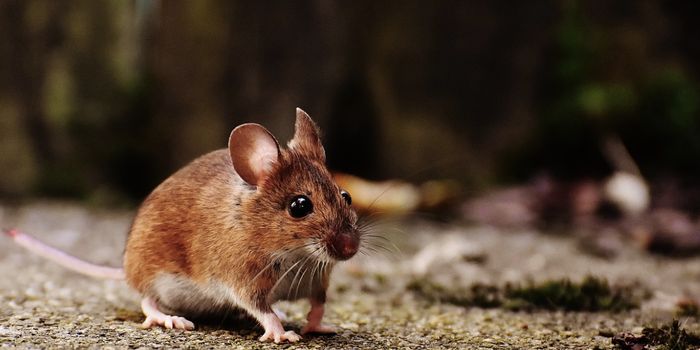 Some Animals Can Breathe Through Their Whats?