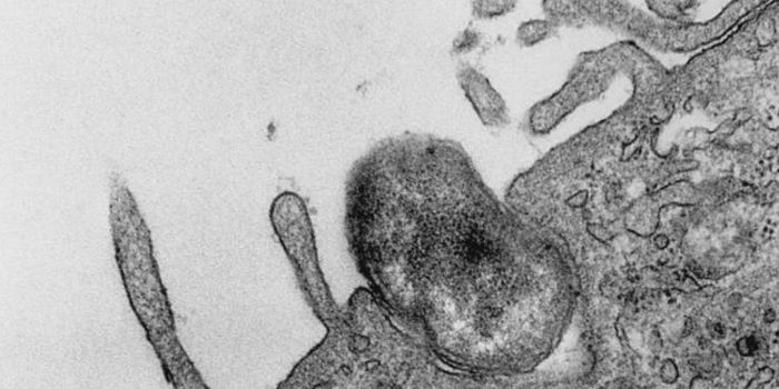 Lipids are Crucial to a Kind of Cellular 'Housekeeping'