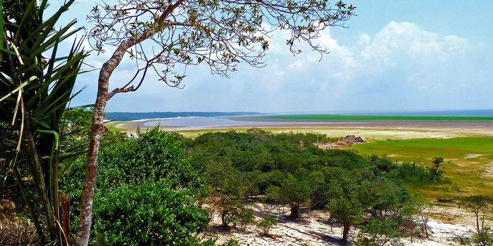 The Amazon's worst enemy