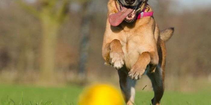 Could Fido Benefit from Medical Cannabis?