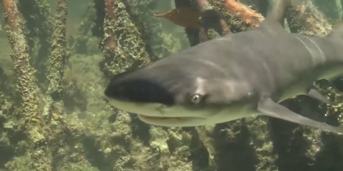 Why Do Lemon Sharks Eat Their Own Kind?