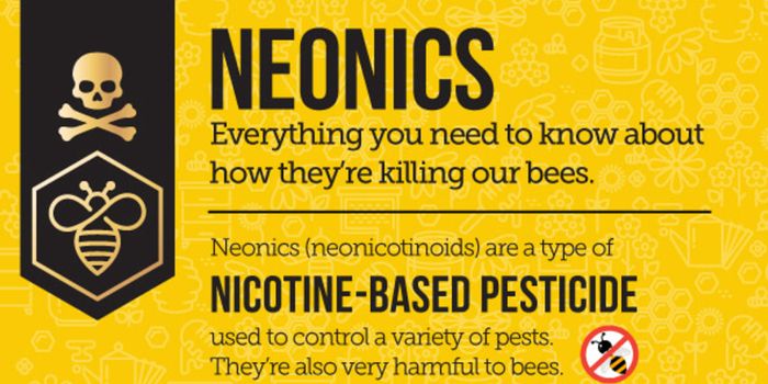 What's Killing All the Bees?!