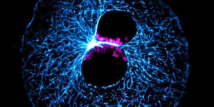 Problems in Human Egg Fertilization Are Common