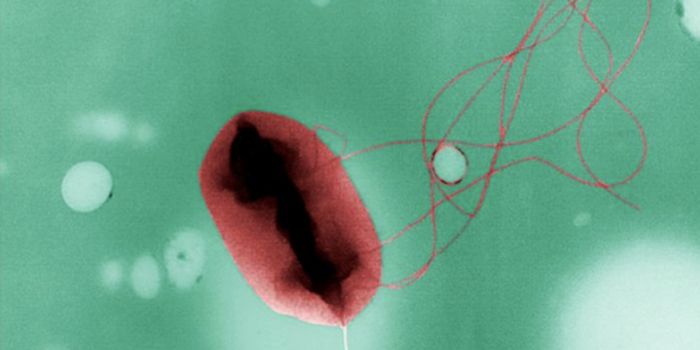 New Insight Into An Old Bacterial Pathogen