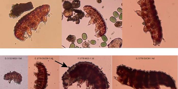 Tardigrades Reveal Risks and Rewards of Martian Regolith