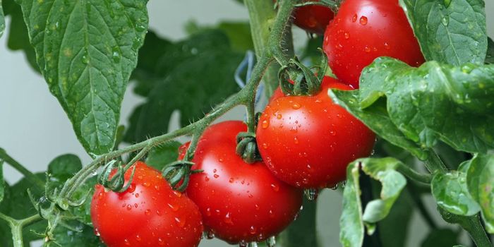 Perfect for Urban Farming: Gene-Edited Tomatoes that Grow like Grapes