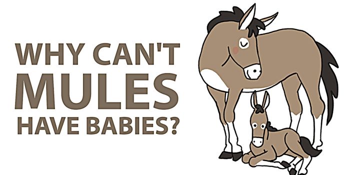 Why Mules Can't Breed Baby Mules