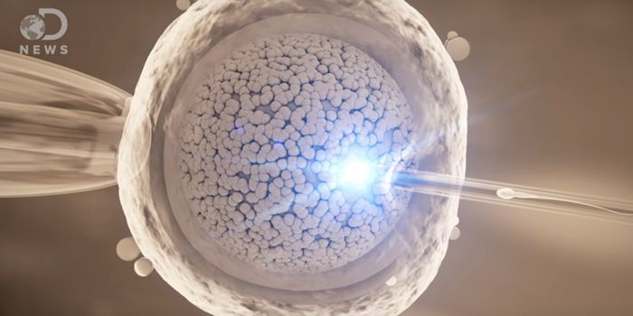 Human Eggs Can Choose the Sperm They Prefer