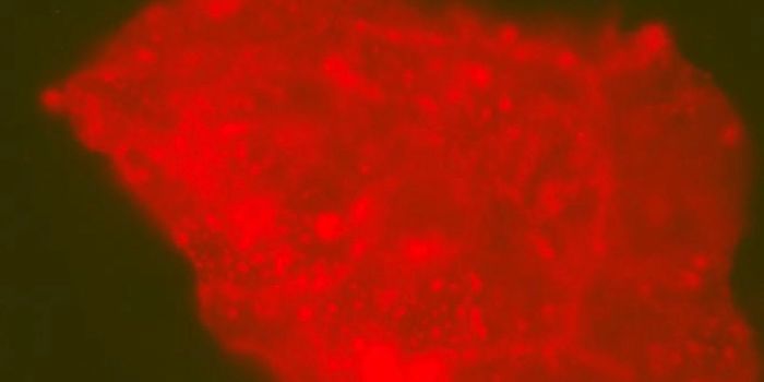 Microbial Communities Found in Dinosaur Bones