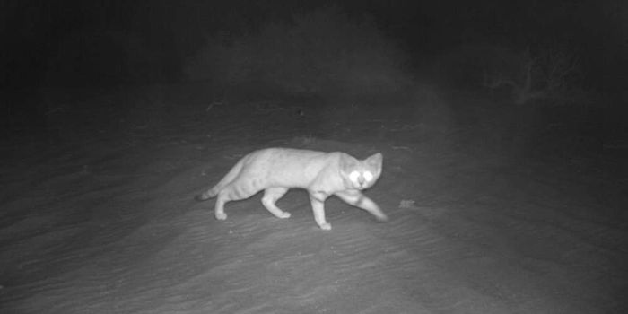 Arabian Sand Cat Photographed in the Wild for First Time in a Decade