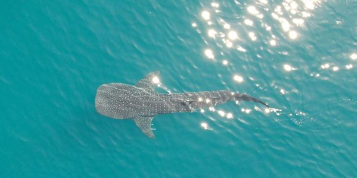 Drones Do Not Disturb Whale Sharks