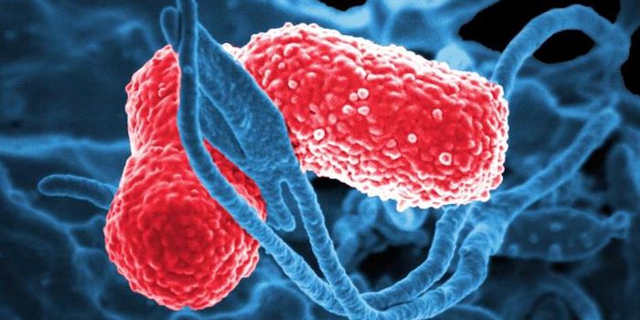 How Bacteria Can Work as a Kind of Antibiotic Therapy