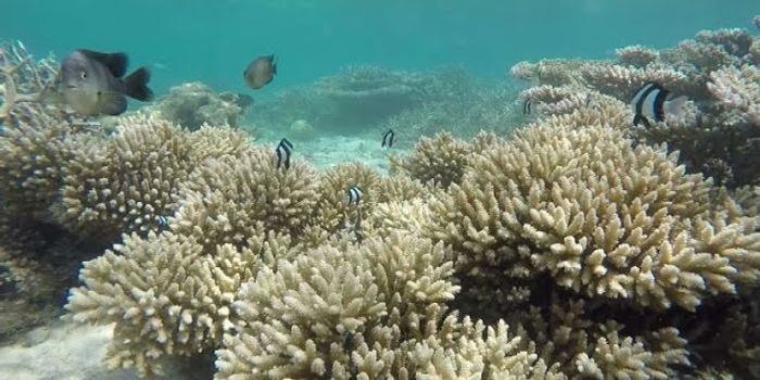 A Coral Reef In Danger