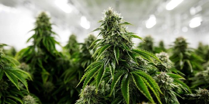 Customized Phytocannabinoid Profiles: A Novel Source of Precision Therapeutics for Specific Cancer Subtypes?