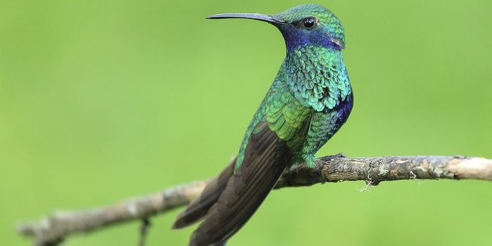 New Evidence for Climate Change-Driven Extinction in Tropical Birds