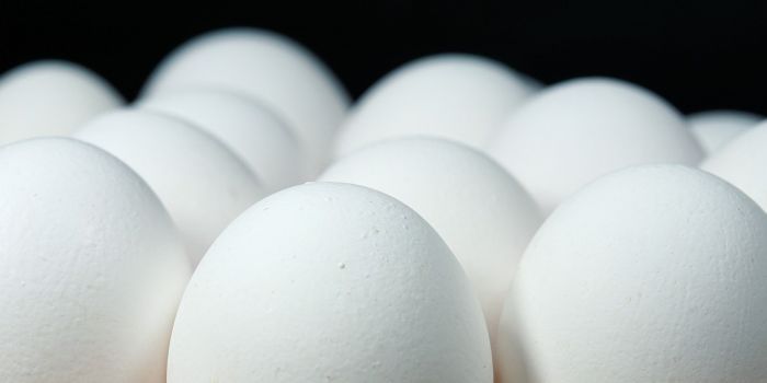 Are Eggshells the Future of Bone Repair?