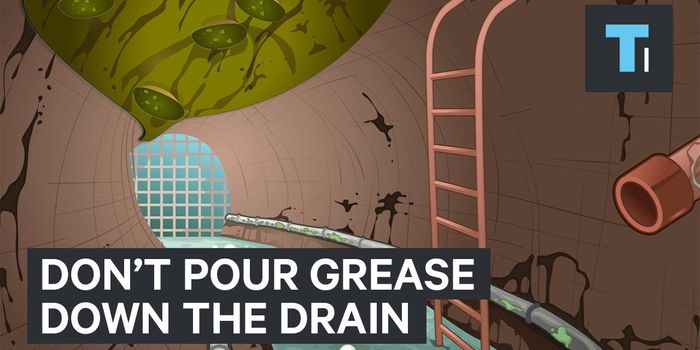 Why Not to Pour Grease Down Your Sink's Drain