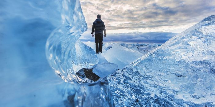 Bet you didn't expect to find million-year-old trees in your freezer...