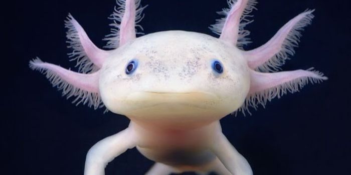 Here Are 10 Animals That Have Special Abilities Humans Could Only Dream of Having