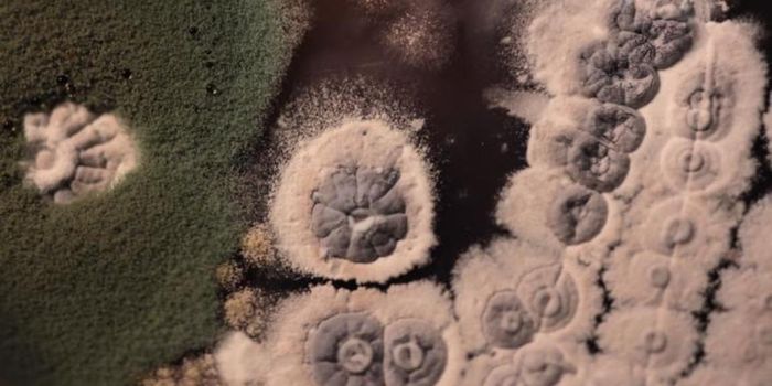 The Long Evolutionary History of Antibiotics and Resistance