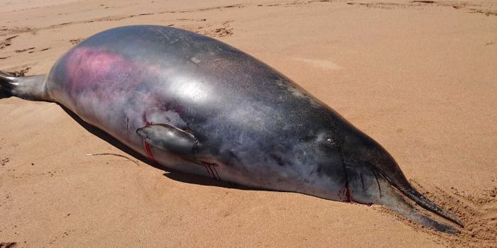 Rare Beaked Whale Wash Up in Australia an Evolutionary Throwback?