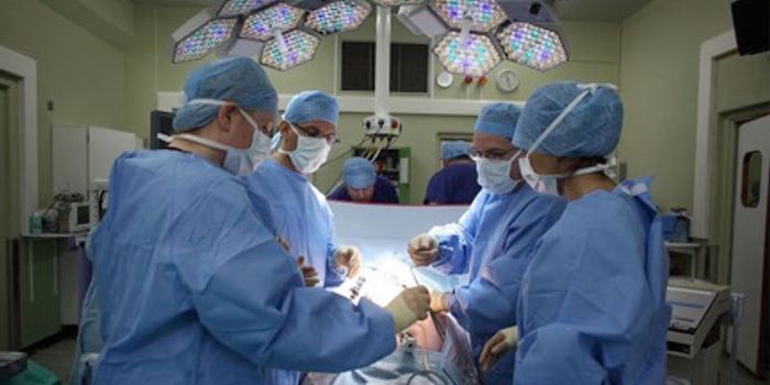 Yeast Caused First Uterus Transplant Failure