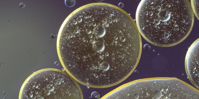 A Gut Microbe That May Prevent Weight Gain