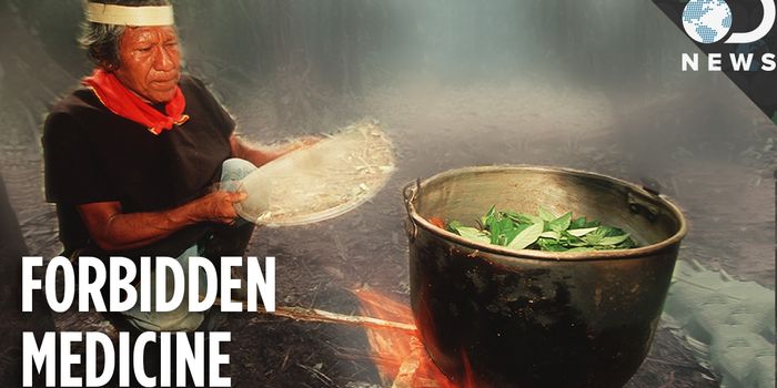 Depression Treatment from an Amazonian Tea?