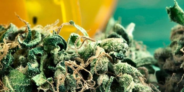 Med students aren't learning enough about marijuana