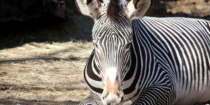 When Plant Eaters Decline, the Landscape Suffers