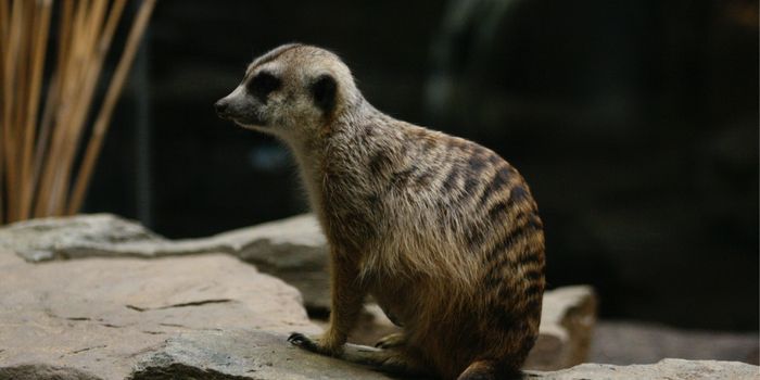 The Air From a Zoo Can Reveal the Animals Living There