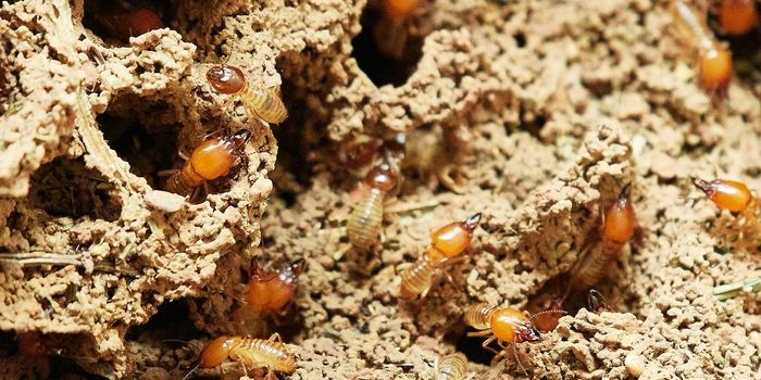 All-Female Termite Colonies Observed for the First Time