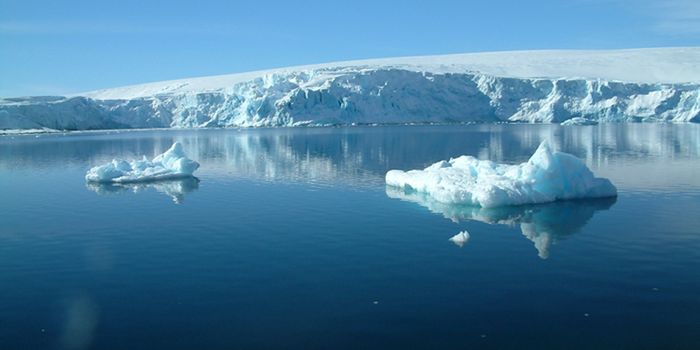 Potential Anti-Cancer Bacterium Found in Antarctic Sea Squirt