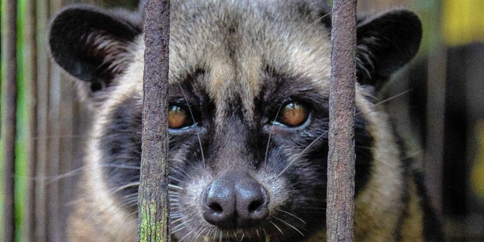 Worth the cup? The downfalls of Civet Coffee