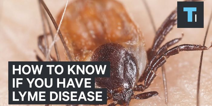 Lyme Disease: Small Bites, Big Consequences