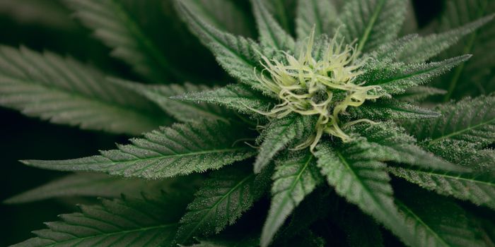 Micro-dosing Inhaler Breakthrough for Medical Cannabis