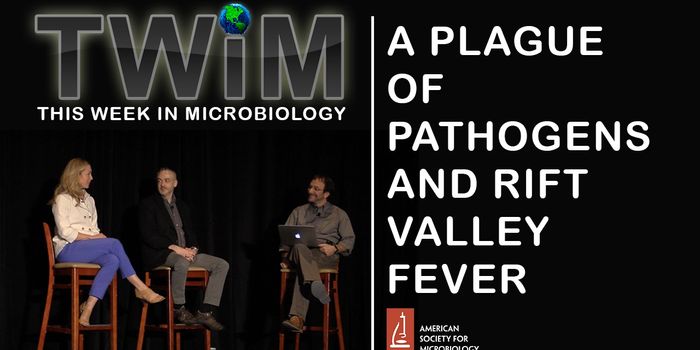 Researchers Discuss Vector-Borne Viral Diseases