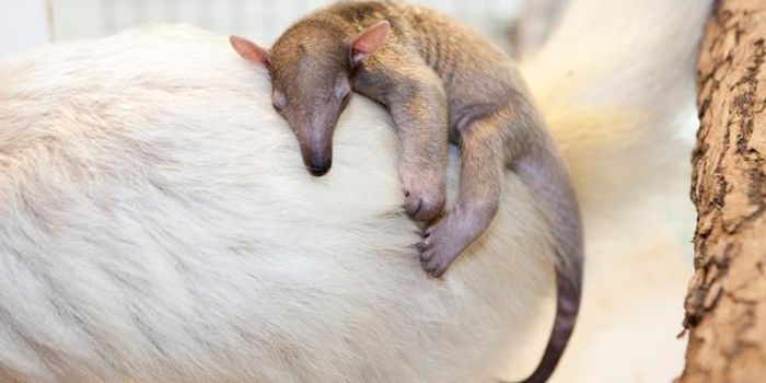 Welcome to the World Salvador!